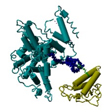 Site specific protein conjugation